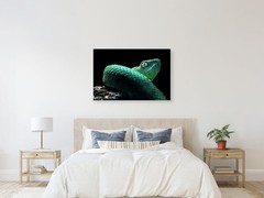 West African Bush Viper Reptile Macro Photography Snake Art Print