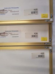 Underwater Photography Framed Prints by Vince Matulewich, set of 3