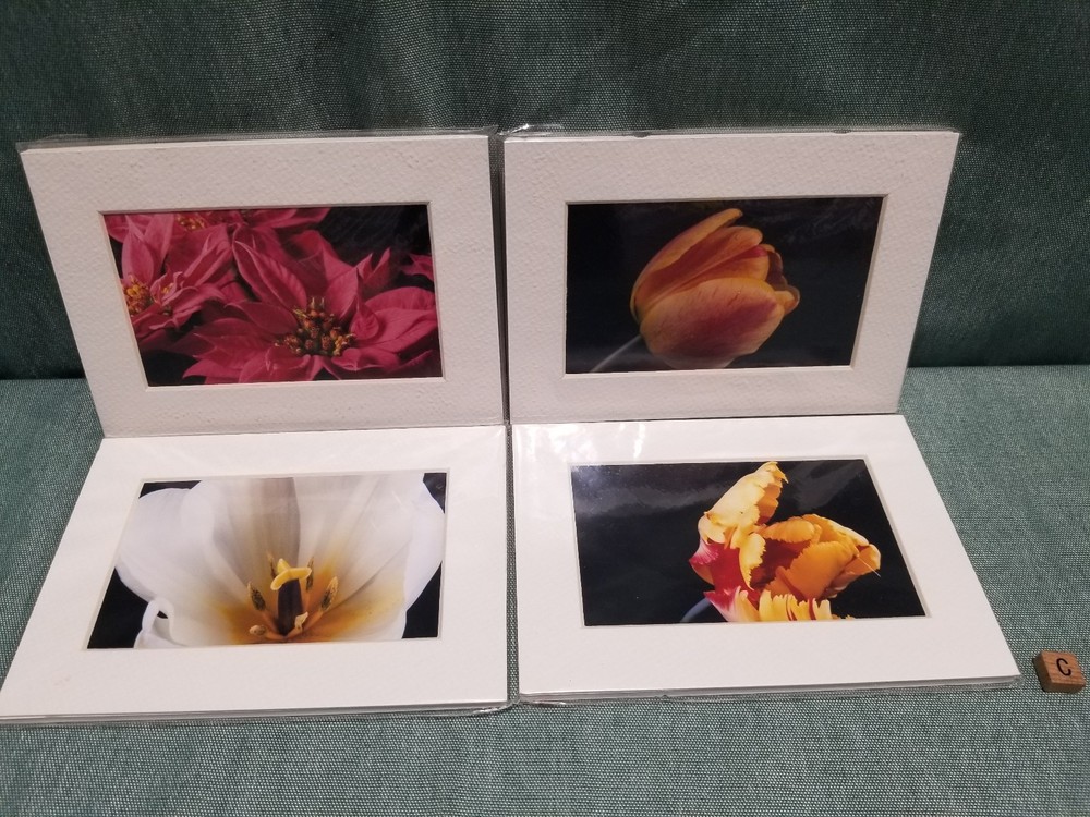 New Lot of 4 Matted 5×7 Photo Fine Art Print spring flower Tulip White Red