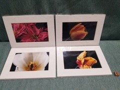 New Lot of 4 Matted 5×7 Photo Fine Art Print spring flower Tulip White Red