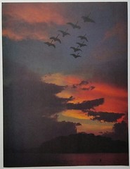 «Sunrise Flight of Canadian Geese» 1980 Photo Page from Magazine…