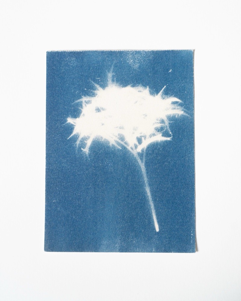 Thorn|Cyanotype Botanical Print | Handmade Blue Photographic Art | 15×20 cm
