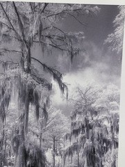 New Orleans Bourbon Street Swamp Spanish Moss Creepy Eerie Signed Art Prints Vtg