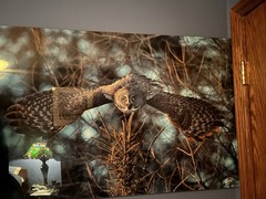 Feiler Owl ! “dive” Nature Photography Sig Beautiful from Vegas gallery art!