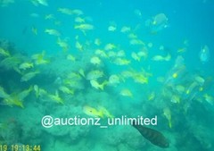 Digital Image Picture Photo Pic Andaman India underwater coral life scuba AND078