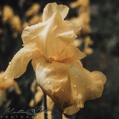 Yellow Iris with Dew Drops Wall Art Print Various Sizes Fine Art Photography