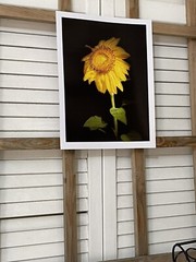 Landscape photograph- Yellow Sunflower 8.5×11