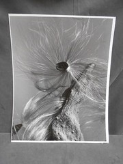 Vintage Botanical Plant Flower Bud Still Life Art Photograph Photo Picture (#2)