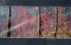 Signed Sherrill Photo Fall Color Rooster Rock Park Oregon Autumn Foliage PNW Art