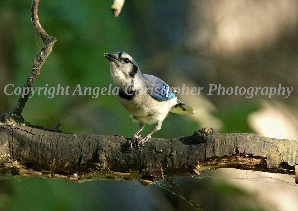 Original ACEO photo fine art print 2.5 x 3.5 inches CHEEKY BLUEJAY bird in tree