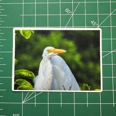 ACEO Photo Print Card 2.5×3.5″ Of A Great Egret, Glossy Laminated
