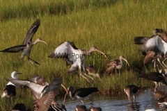 Ibis Photo, Pick One Image – Various Sizes