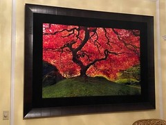 Peter Lik «Tree of Life” Signed, Limited Edition, Photo #12/950 1.5M SOLD OUT