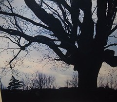 Vintage 1962 DANIEL FARBER ‘Sugar Maple’ New England Tree Photo – SILHOUETTE