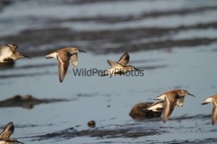 Dunlin Photo 1, Pick One Image – Various Sizes