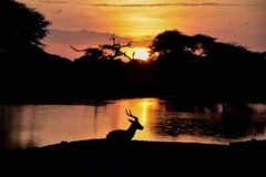 Digital Image Picture Photo Pic Wallpaper Background Silhouette View deer 3213