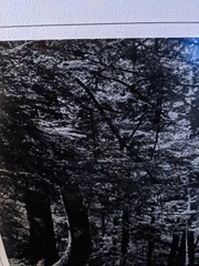 FOREST HIKING PATH LARGE ORIGINAL ART PHOTO B&W STETTNER VTG MATTE NJ CAMERA