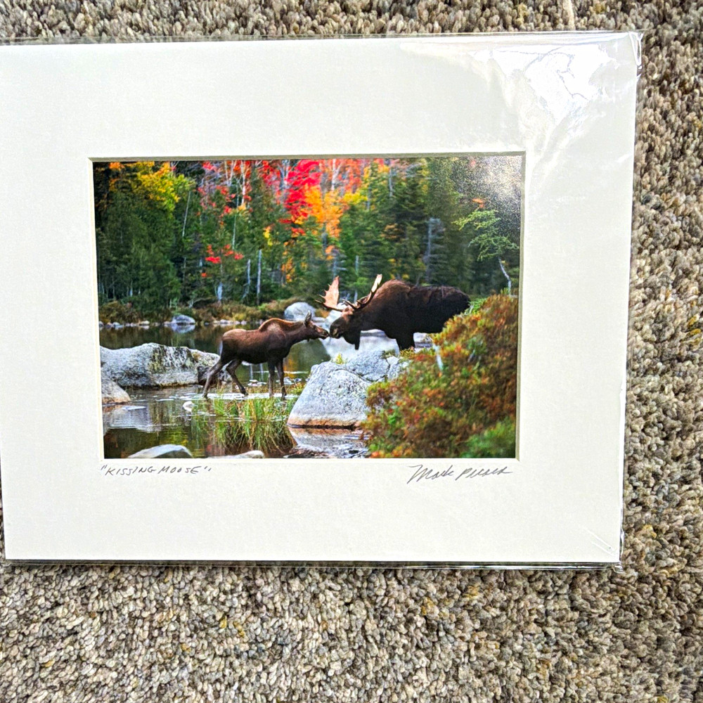 Mark Picard Signed Matted «Kissing Moose» Moose Photo Print Color 8×10 Land