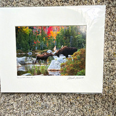 Mark Picard Signed Matted «Kissing Moose» Moose Photo Print Color 8×10 Land