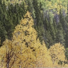 Set of Two Leadville Colorado Photo Prints – Matted – Barn Fall Colors Decor