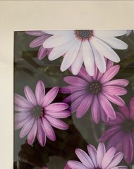 Purple and White Gold Framed Photograph Print