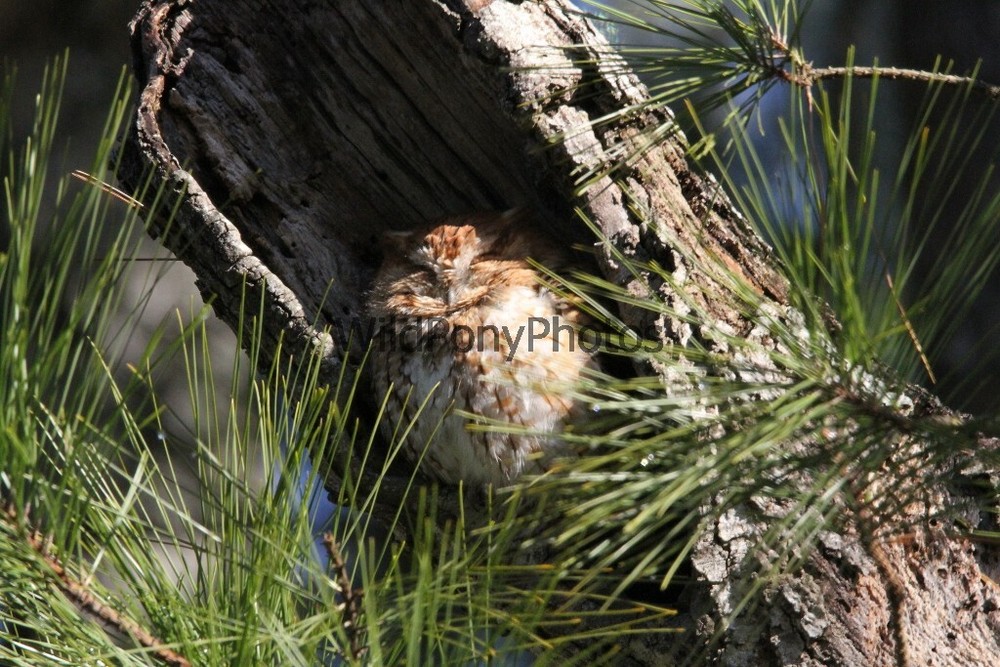 Screech Owl Photo, Pick One Image – Various Sizes