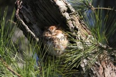 Screech Owl Photo, Pick One Image – Various Sizes