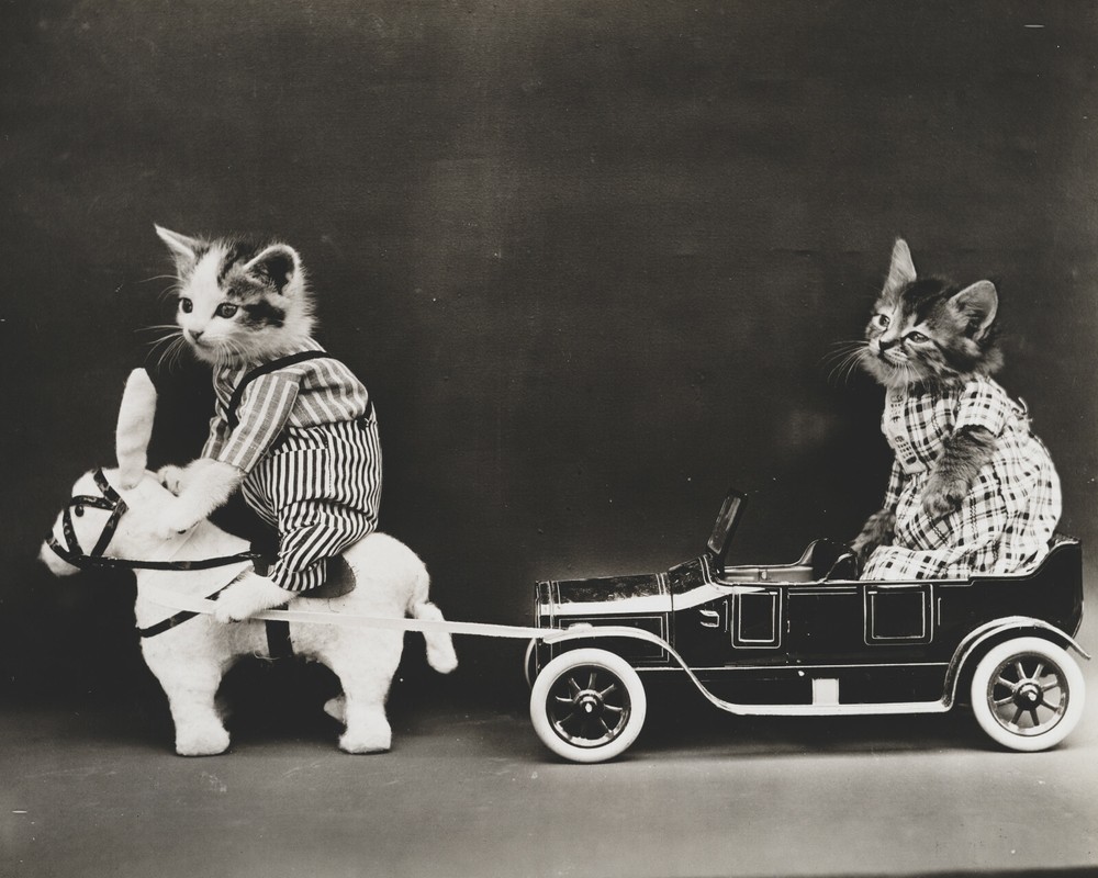 cat kitten kitty art print Harry Whittier Frees 8×10 vintage photo picture #23