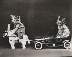 cat kitten kitty art print Harry Whittier Frees 8×10 vintage photo picture #23
