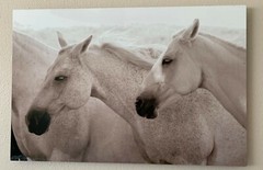 Horses. Kirk Mann Photography. Award winning photographer. Equine Dreams
