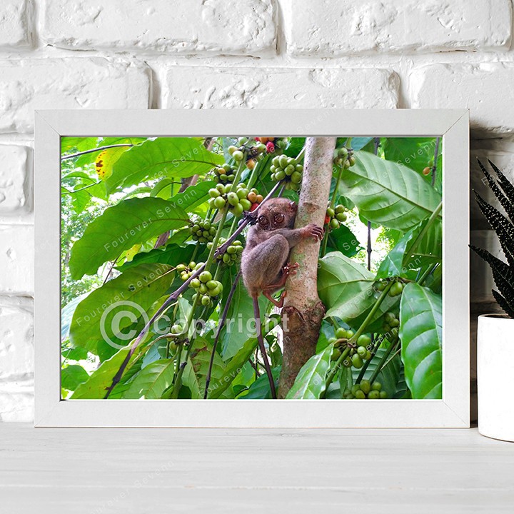 A Shy Tarsier in Coffee Tree Bohol Philippines Wildlife Non-AI Digital Photo