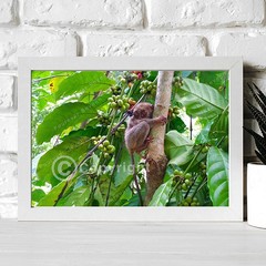 A Shy Tarsier in Coffee Tree Bohol Philippines Wildlife Non-AI Digital Photo