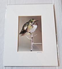 Jim Stamates Calliope Hummingbird Wildlife Low Impact Photography Matted Signed