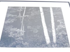 John Sexton Birch Trees 1981 Photograph Print Black & White 9.75″x12.25″ Framed