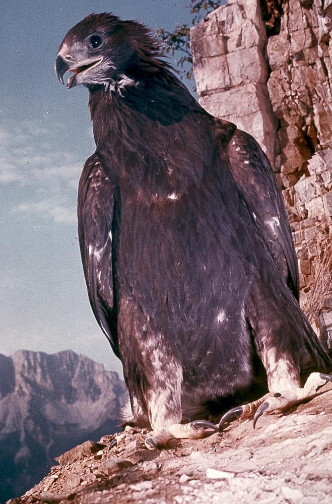 35mm Slide · Animals – Golden Eagle