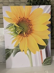 Sunflower of the Day #1- landscape photograph 8.5×11