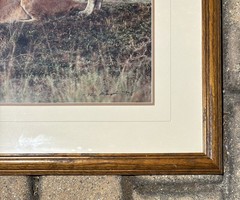Thomas Mangelsen, Lioness Pair, Signed, Limited Edition Photograph
