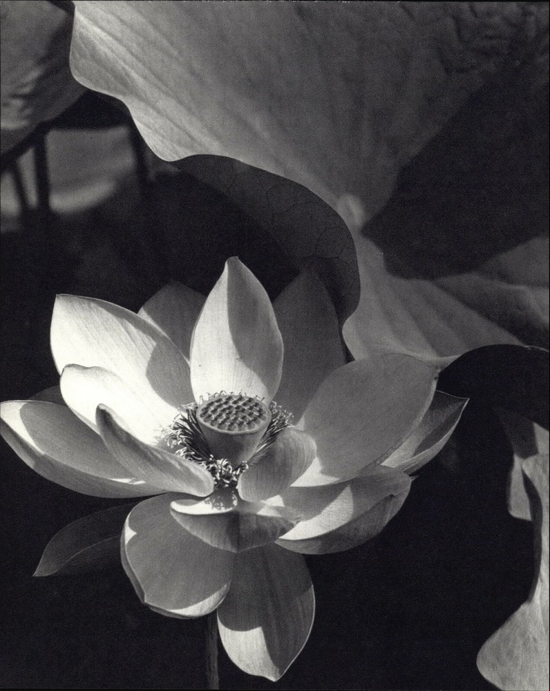 1915 1963 Lotus Flower Mt Kisco Edward Steichen Art Photo Photogravure 11 X 14