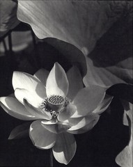 1915 1963 Lotus Flower Mt Kisco Edward Steichen Art Photo Photogravure 11 X 14