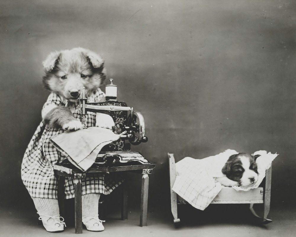 dog puppy pup baby art print Harry Whittier Frees 8×10 vintage photo picture #30