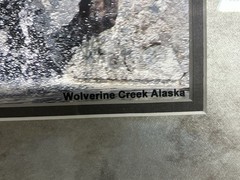 Framed Bear Wildlife Photograph Wolverine Creek Alaska Landscape Color 20x16in