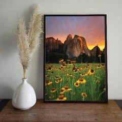 Yosemite Valley Sunflowers, Wildflowers in The Meadows, Yosemite National Park