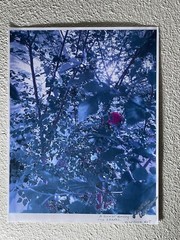 Landscape photograph- A Flower Among Leaves 8.5×11
