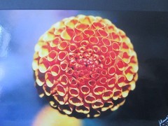 One-Off VTG ORANGE & YELLOW SNOWBALL CHRYSANTHEMUM Photo ~Hawaiian Artist Signed