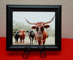 Hand signed Longhorn Cow Photograph w Canvas Texture on Styrene Board Print Art