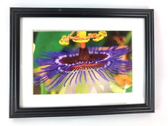 PASSION FLOWER 4×6 » MATTED AND FRAMED PHOTO PRINT, READY TO HANG