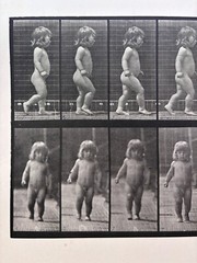 Eadweard Muybridge. # 468. Child, Walking. Original Collotype (1887)
