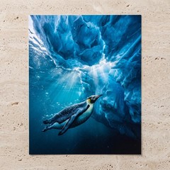 Penguin Under Ice Photo Print 8×10 Luster Wall Art Antarctic Underwater Decor