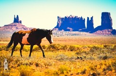 Monument Valley Horse – Utah Fine Art Photography by Bear8Photo – Desert Décor