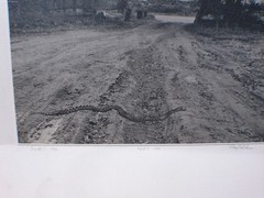 » Snake! » 1982 RAY BELCHER, Silver Gelatin Print , Santa Fe New Mexico